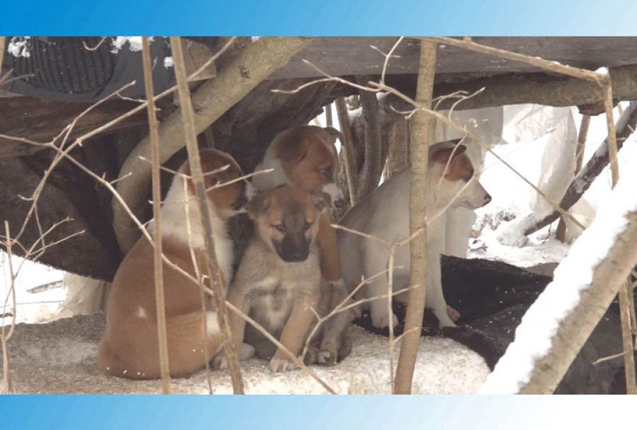 У четвероногих появился шанс