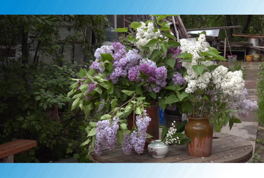 Художники поймали момент цветения сирени