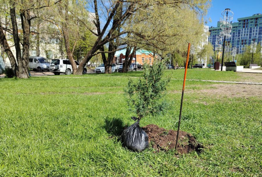 Можжевельник высажен на бульваре Кузнецова