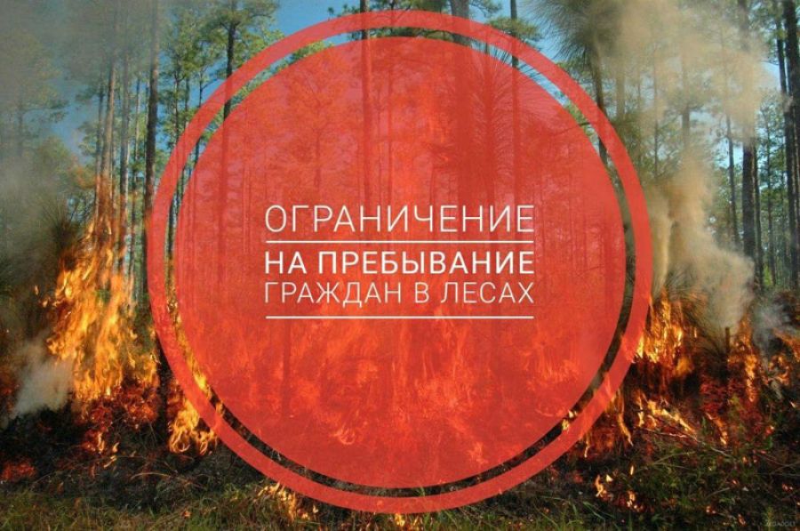 Введено ограничение пребывания граждан в лесах и въезда в них транспортных средств