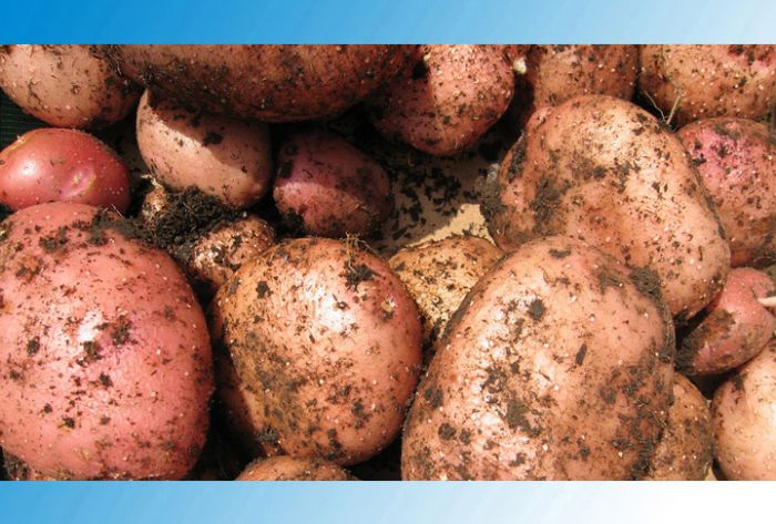 Ученые из Иркутска вывели новый высокоурожайный сорт картофеля