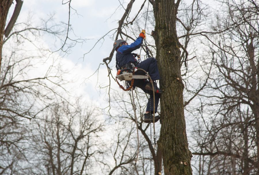 Арбористы провели «Попилку» в парке «Скитские пруды»