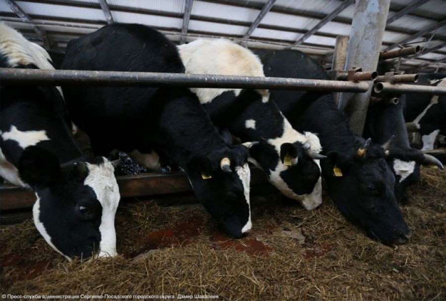 Сергиево-Посадские коровы стали здоровее: вылечен вирус лейкоза