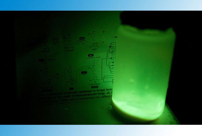 Российские биологи создали светящиеся в темноте дрожжи