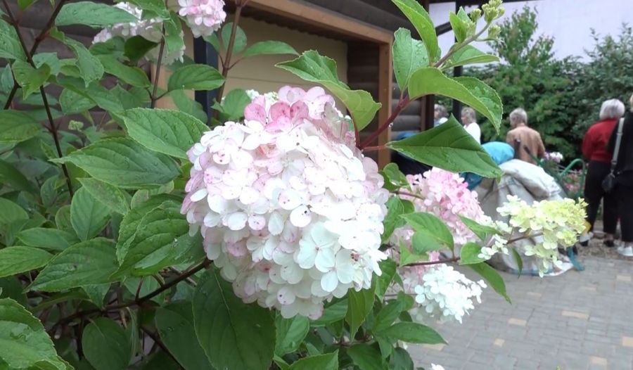 &laquo;Цветы Сергиева Посада&raquo;