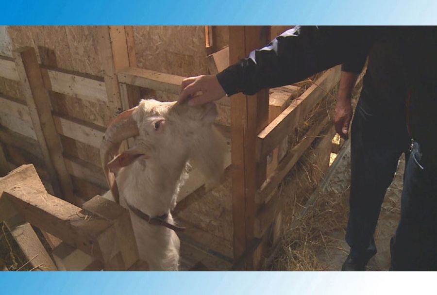 Местные власти поддержат фермерский дебют