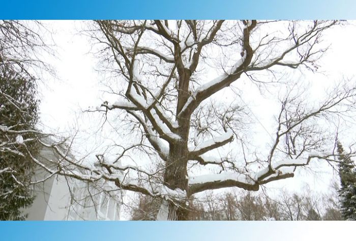 Абрамцевский дуб занял второе место на международном конкурсе «Европейское дерево года – 2019»