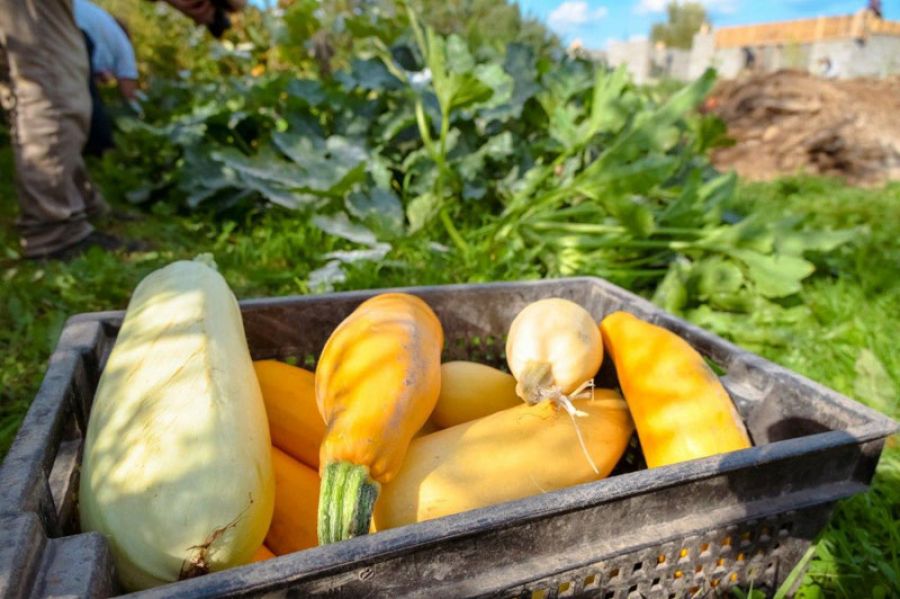 Излишки урожая жители Сергиево-Посадского округа могут сдать на переработку