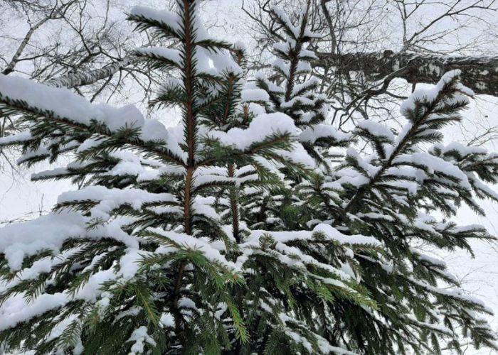 В Сергиево-Посадском округе начали работу пункты приема ёлок в рамках акции &laquo;Сдай на переработку и ёлки, и иголки!&raquo;