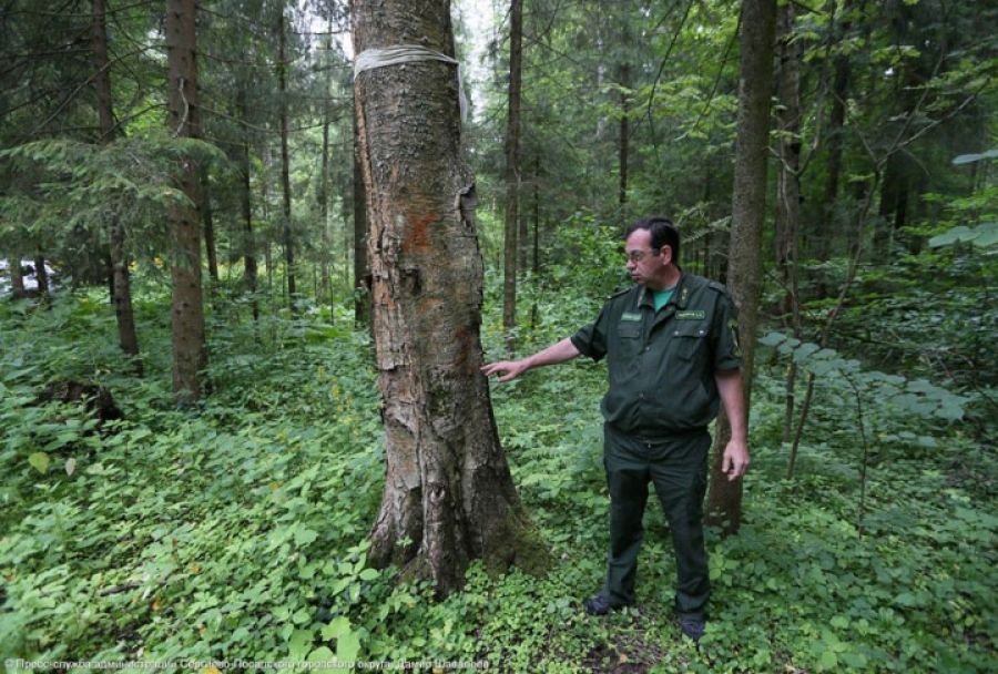 5 человек заблудились в Сергиево-Посадских лесах за первые 10 дней августа