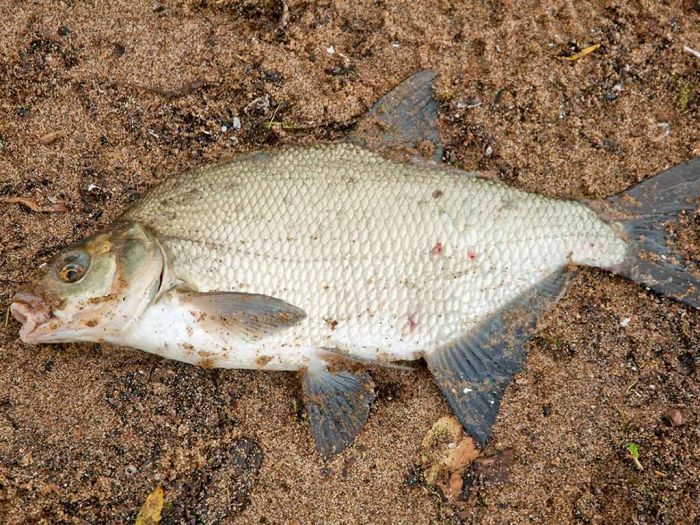 Ограничения на рыбалку снимут в Подмосковье 10 июня