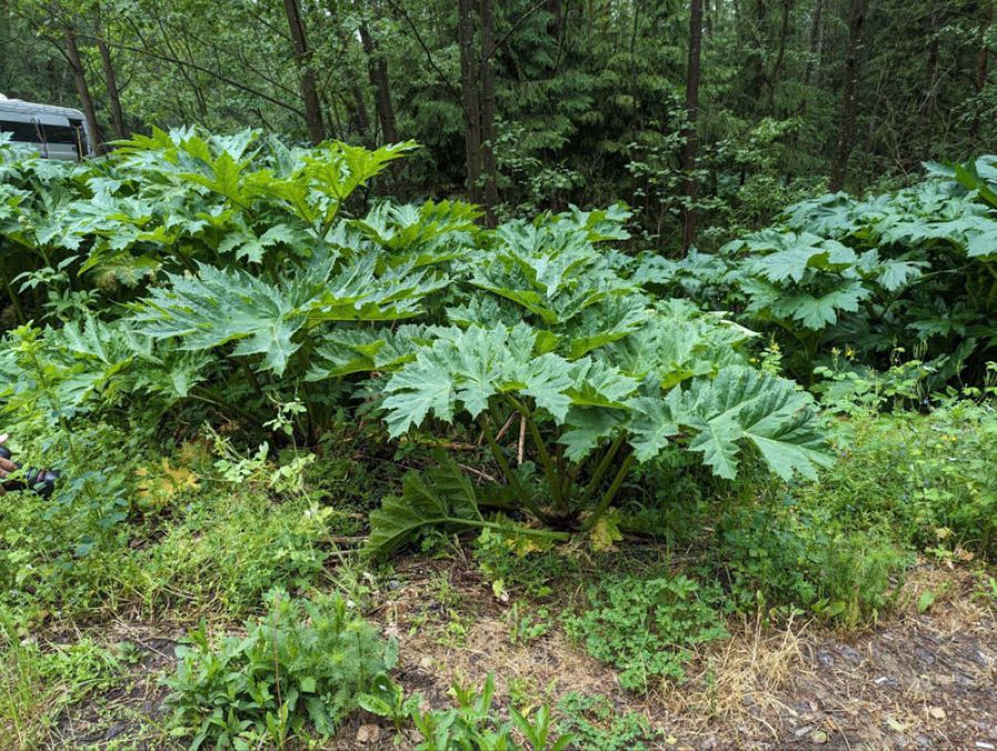 Борщевик долой!