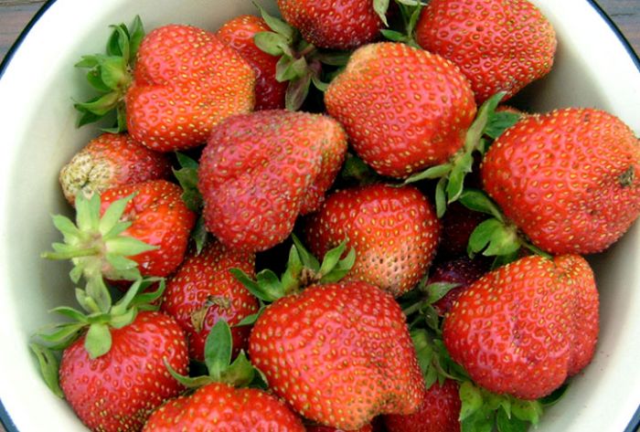 Какие ошибки не стоит допускать при покупке клубники