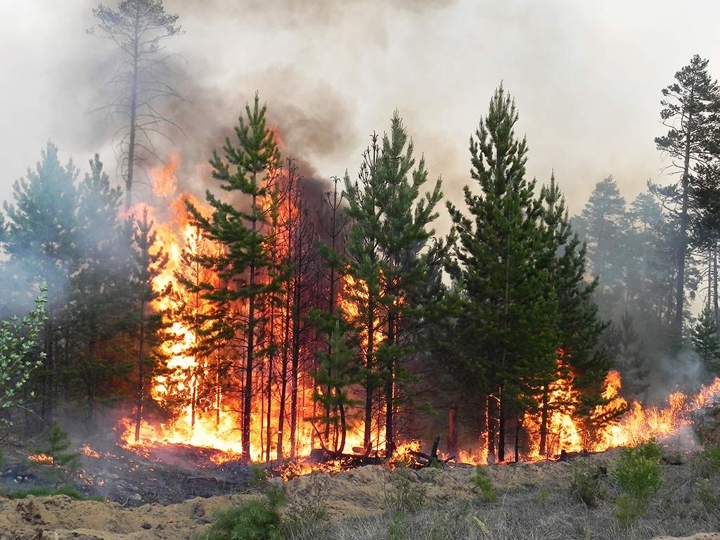 Высокая пожароопасность сохраняется в лесах Подмосковья