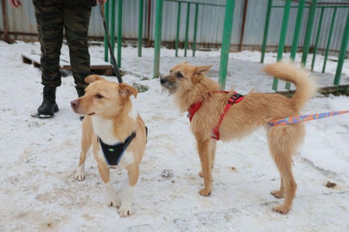 Частно-муниципальный приют для животных планируют открыть в Сергиево-Посадском округе