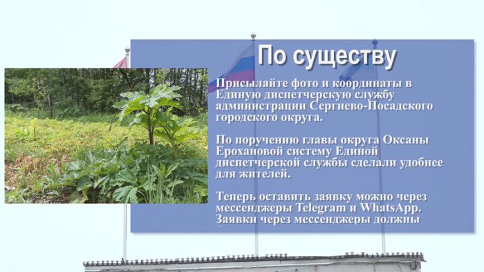 По существу. Борьба с борщевиком