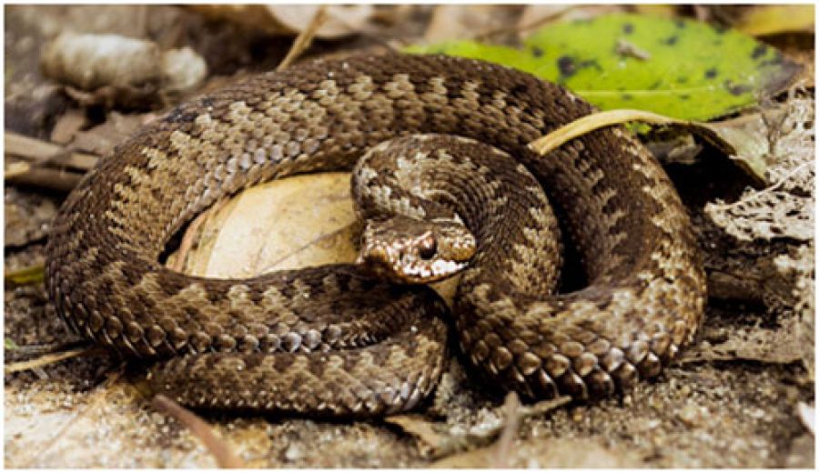 В Сергиево-Посадском округе активизировались гадюки