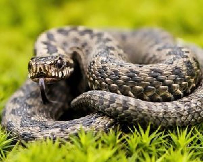 В Сергиевом Посаде могут появиться змеи