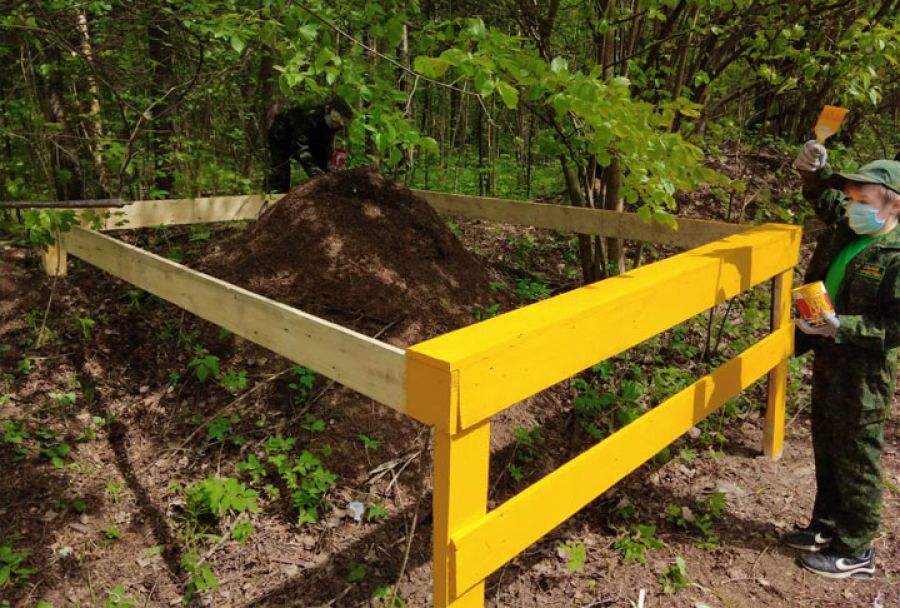 Под Хотьково юные лесоводы обезопасили муравейник