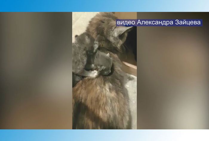 &laquo;Вы в эфире&raquo;. Александр Зайцев