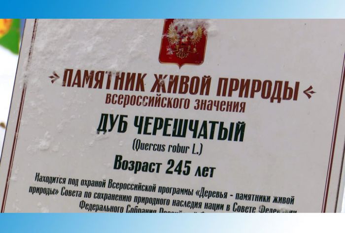 Знаменитейшее дерево Сергиево-Посадского района