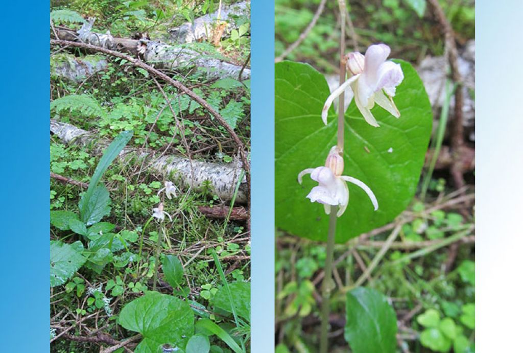 В Журавлиной родине найдена редчайшая орхидея Подмосковья