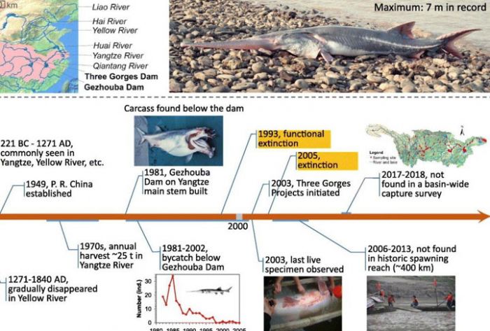 Крупнейшая пресноводная рыба объявлена вымершей