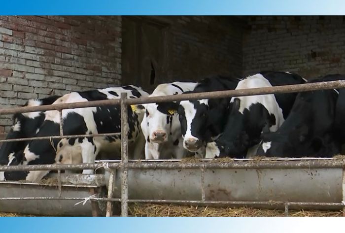 Перспективы развития молочной фермы в Фёдоровском