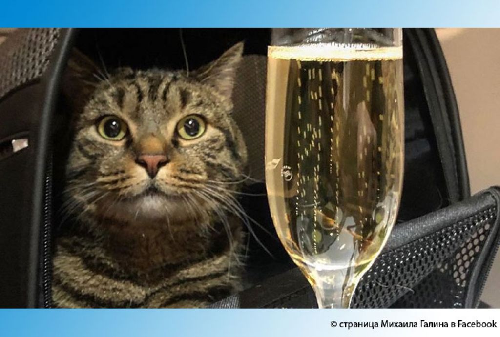 #БроНеБагаж: соцсети вступились за толстого кота, которого не пустили на рейс «Аэрофлота»
