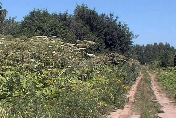 Заседание Правительства МО. 12 сентября 2017 г.