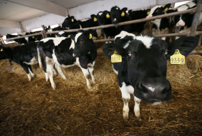 Первое место в регионе по производству молока