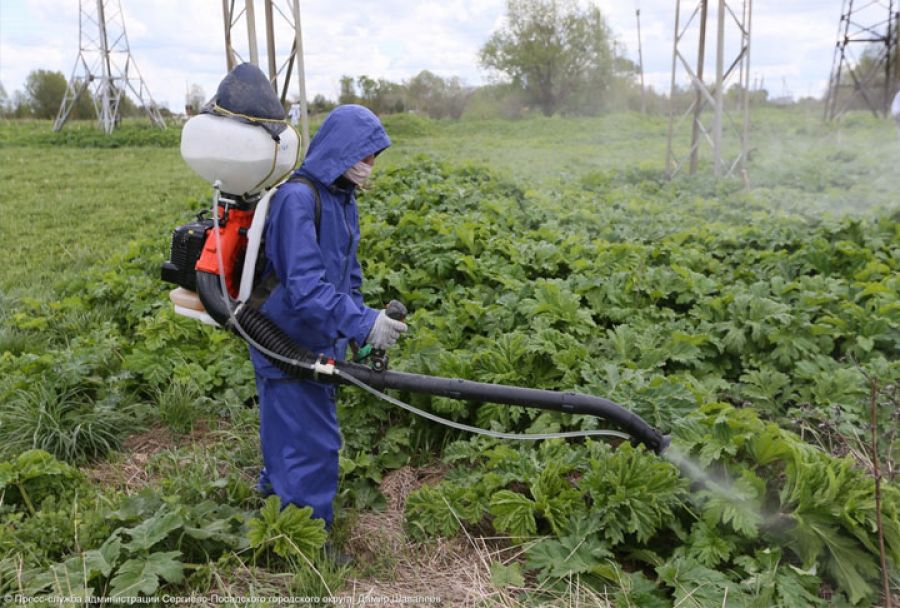 В Сергиево-Посадском округе от борщевика обработали более 444 гектаров