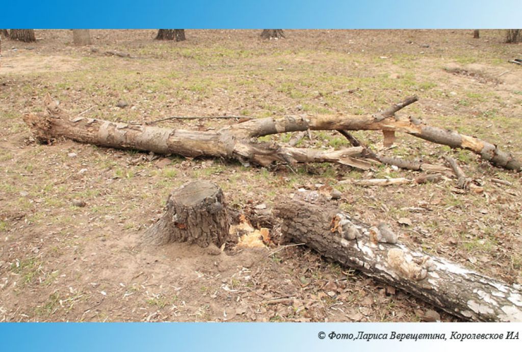 Шквалистый ветер повалил десятки деревьев в Подмосковье