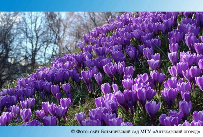 Весенний фестиваль цветов откроют в столичном &laquo;Аптекарском огороде&raquo; 9 апреля