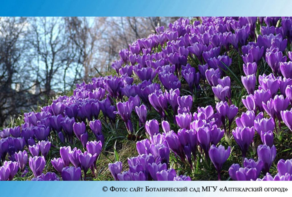 Весенний фестиваль цветов откроют в столичном «Аптекарском огороде» 9 апреля