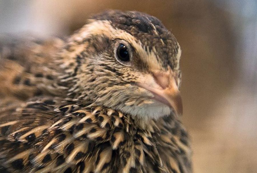 &quot;Угличская птицефабрика&quot; в Тураково стало лидером Подмосковья по производству перепелиных яиц