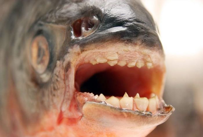 На фестиваль &laquo;Рыбная неделя&raquo; в Москве привезли пиранью с человеческими зубами