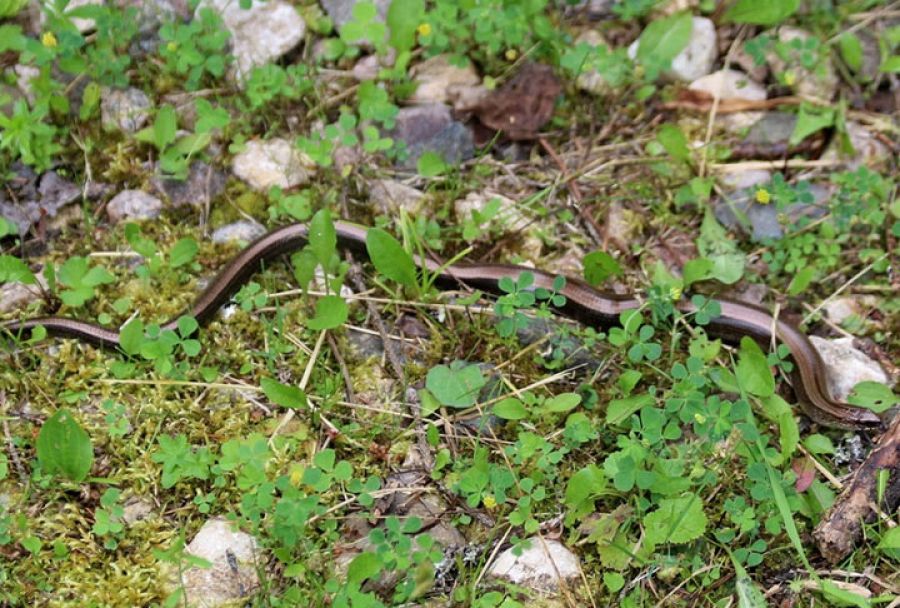 В округе обнаружили краснокнижных веретеницу, гадюку и кулика большого улита