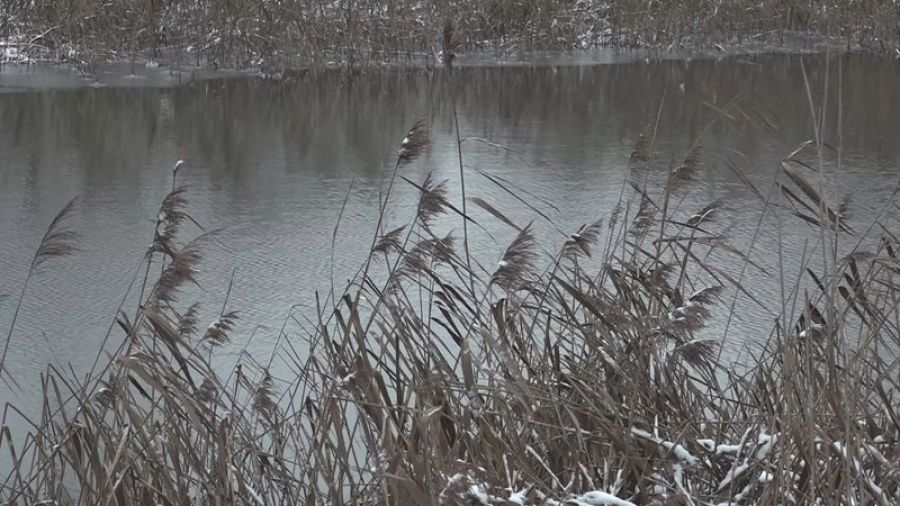Береговую линию Вавиловского пруда в Афанасово начали очищать