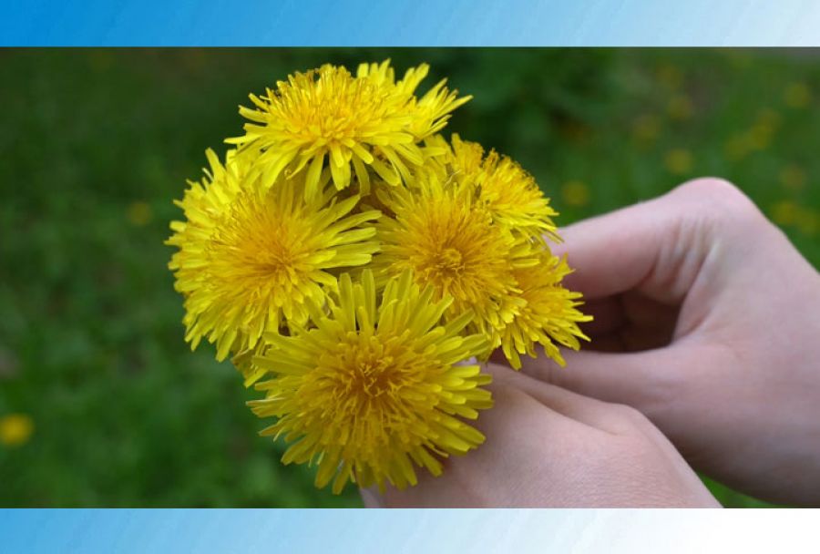 Маленькие солнышки