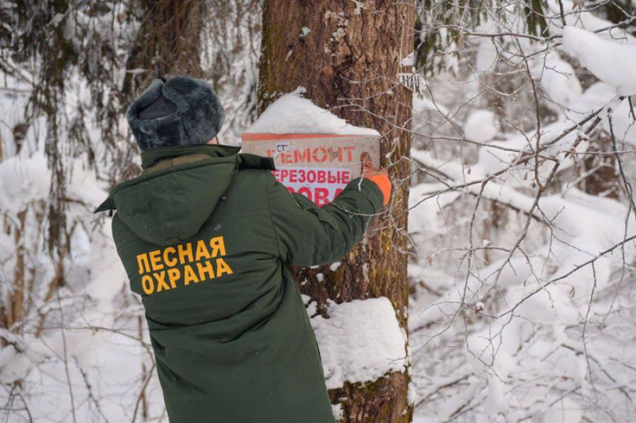 В Сергиево-Посадском округе продолжают выявлять и демонтировать незаконные рекламные конструкции, размещённые на деревьях