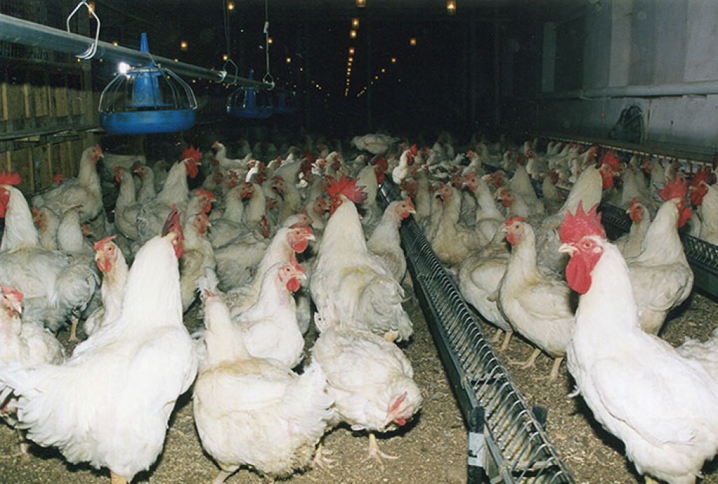 Объемы производства мяса птицы увеличат в 4 раза