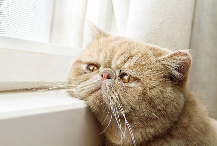 В деревне Сергиево‑Посадского района установили карантин по бешенству животных