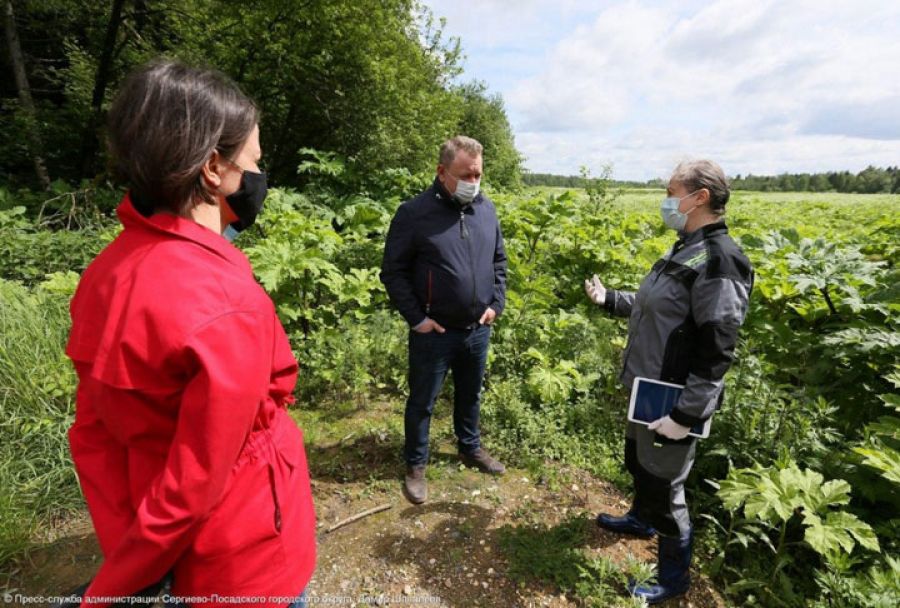 Штрафовать за борщевик на участках начали в Сергиево-Посадском округе