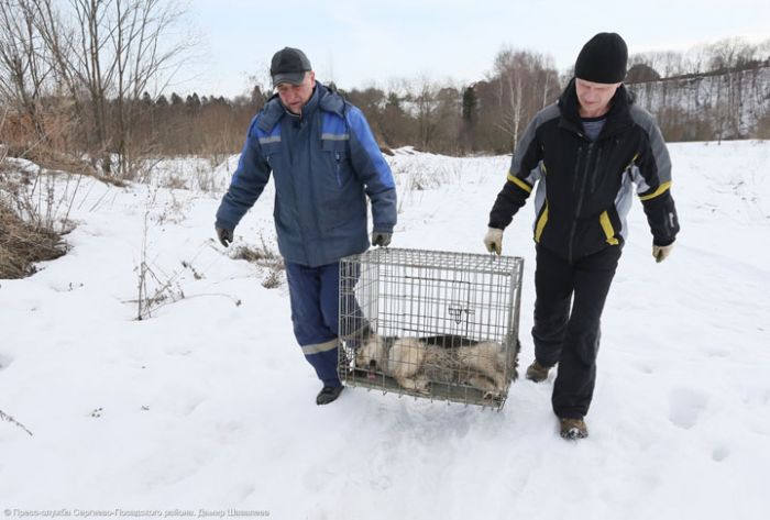 Отлов безнадзорных животных