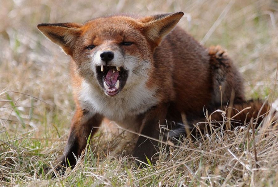 Минэкологии предупреждает: участились случаи бешенства животных