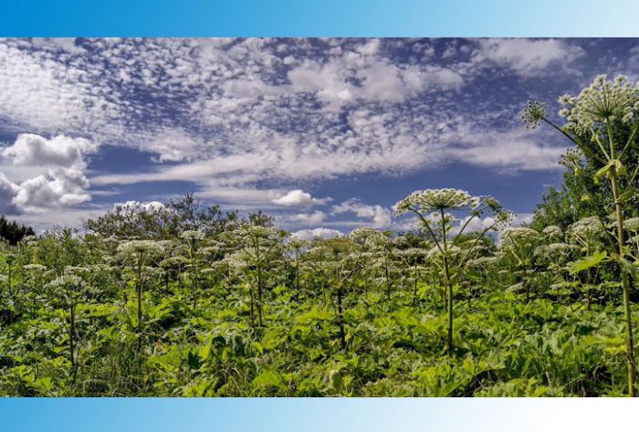 Меры безопасности при контакте с борщевиком