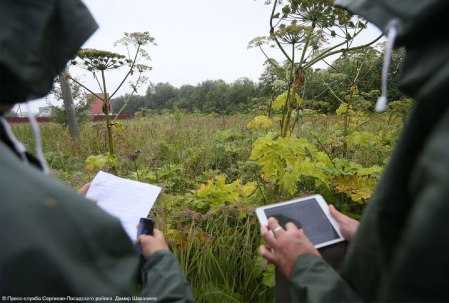 За борщевик выписали 29 штрафов