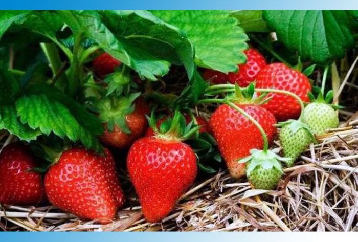 В Подмосковье начали собирать клубнику