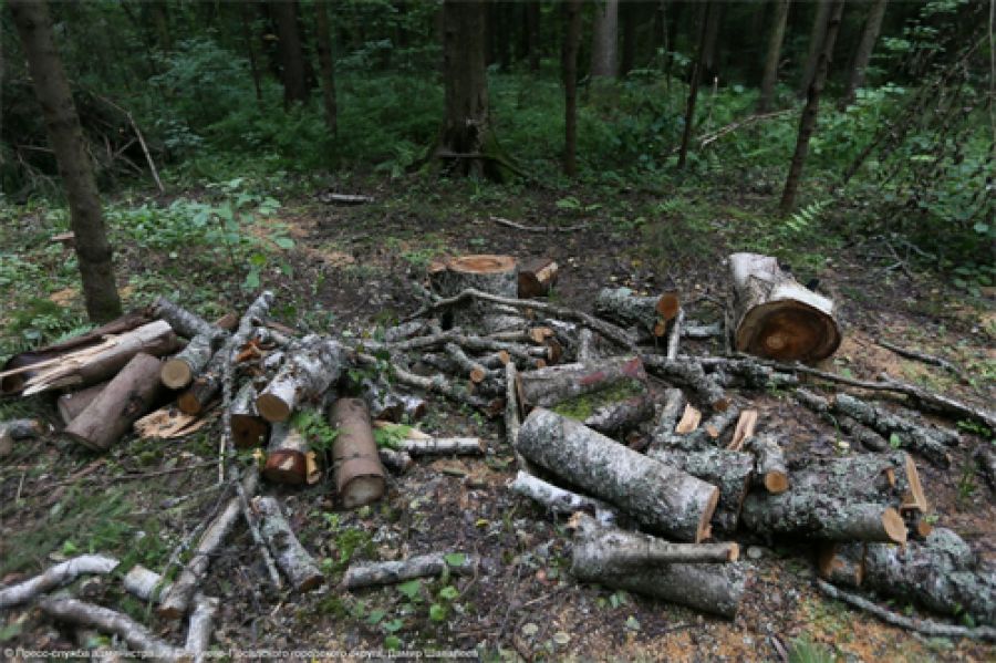 Почти 5 гектаров больного леса вырубают под Реммашем